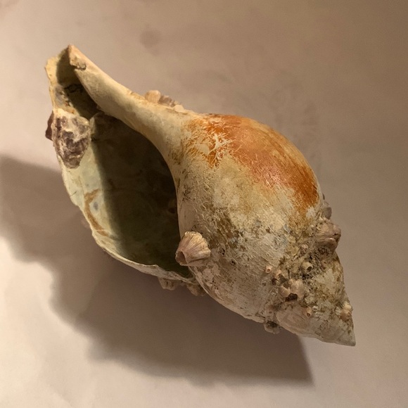 SALE!! True tulip shell with barnacle cluster - Picture 2 of 12